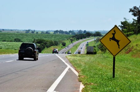 DECISÃO: DNIT é responsabilizado por colisão de veículo com animal solto em rodovia