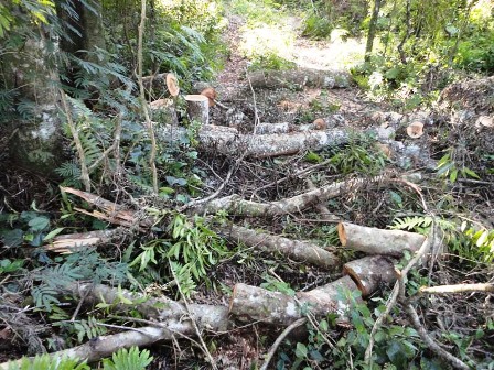DECISÃO: Derrubada de somente duas árvores para a obtenção de madeira permite a aplicação do principio da insignificância