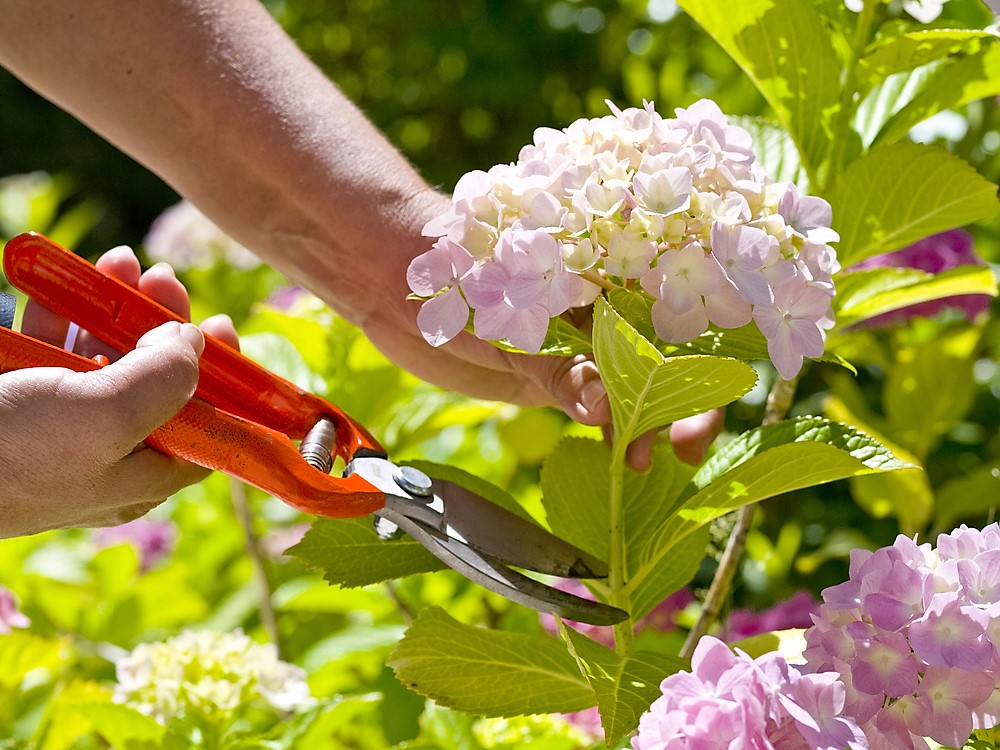 DECISÃO: Atividade de jardinagem e comercialização de flores não precisa de registro no Crea