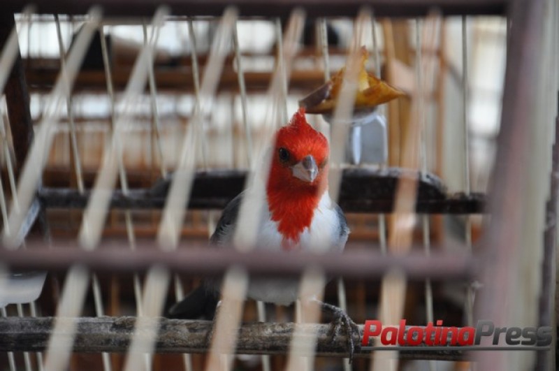 DECISÃO: Homem que mantinha pássaros silvestres em cativeiro é condenado a prestar serviços ambientais