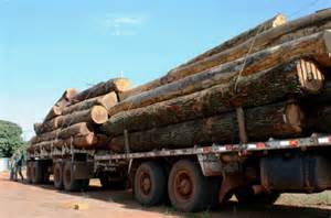 DECISÃO: Caminhão transportando madeira ilegal ficará sob a guarda do Ibama