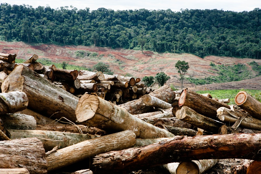 DECISÃO: Confirmada decisão que determinou o sequestro de bens de empresa e sócio por extração ilegal de madeira e desmatamento