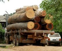 DECISÃO: Homens são condenados pela invasão de terras e extração ilegal de madeiras na área indígena Xicrin Katete