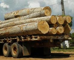 DECISÃO: Caminhão apreendido fazendo transporte irregular de madeira deve ser devolvido ao dono