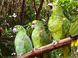 DECISÃO: Mantida sentença que permitiu a criação de um papagaio de estimação por uma senhora devido ao risco de sobrevivência do animal