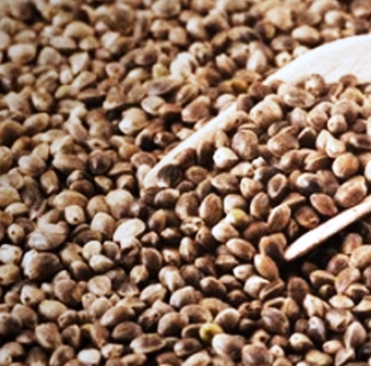 Importação de sementes de maconha sem indícios de tráfico de drogas não configura crime