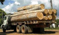 Tribunal mantém punição de empresa que usou ATPF de forma indevida para transportar madeira no Pará