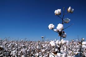 DECISÃO: Canceladas as multas aplicadas a produtor rural que alegou desconhecimento no plantio de algodão geneticamente modificado não autorizado pela CTNBio