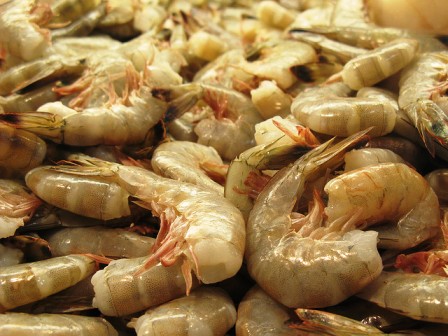 DECISÃO: Mantida a suspensão da importação de camarões originários da pesca selvagem na Argentina