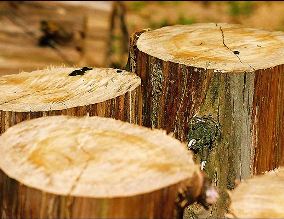 DECISÃO: Mantida a decisão que apreendeu carga de madeira por estar acima da quantidade especificada na autorização