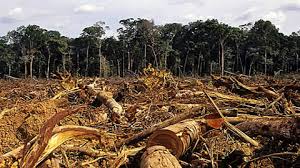 DECISÃO: Mantida condenação de acusado de desmatar 57 hectares de floresta amazônica em área de preservação ambiental