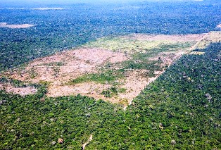 DECISÃO: Fuga do local do desmatamento não caracteriza crime de obstrução à fiscalização do Ibama