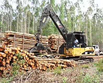 DECISÃO: Aumentada pena de réu condenado por exploração ilegal de madeira em terras indígenas