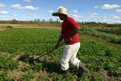 DECISÃO: Imóvel produtivo é imune à desapropriação para fins de reforma agrária
