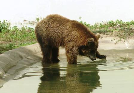 DECISÃO: TRF1 suspende transferência da ursa Marsha de Teresina para Jundiaí